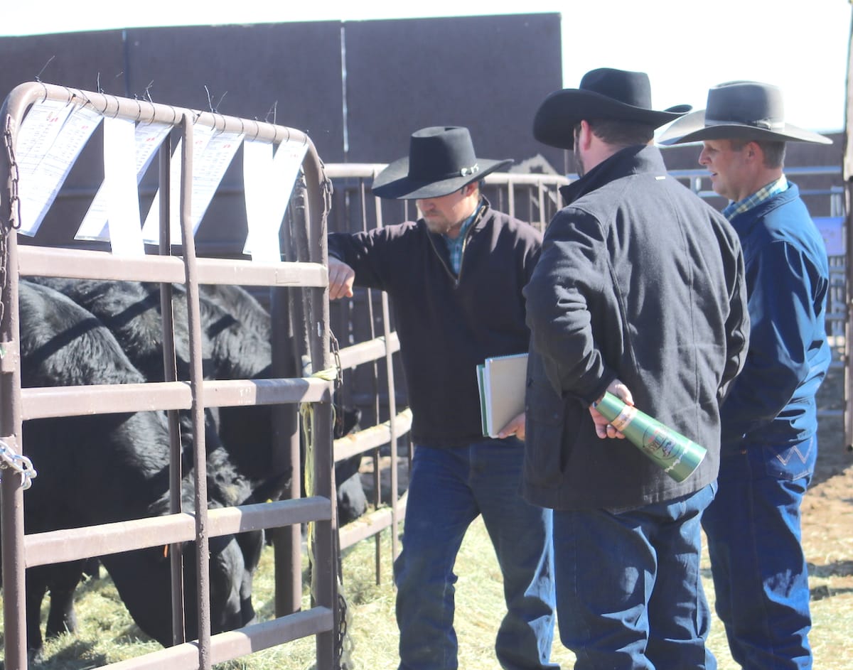 Preparation wrapping up for the annual Great Basin Bull Sale