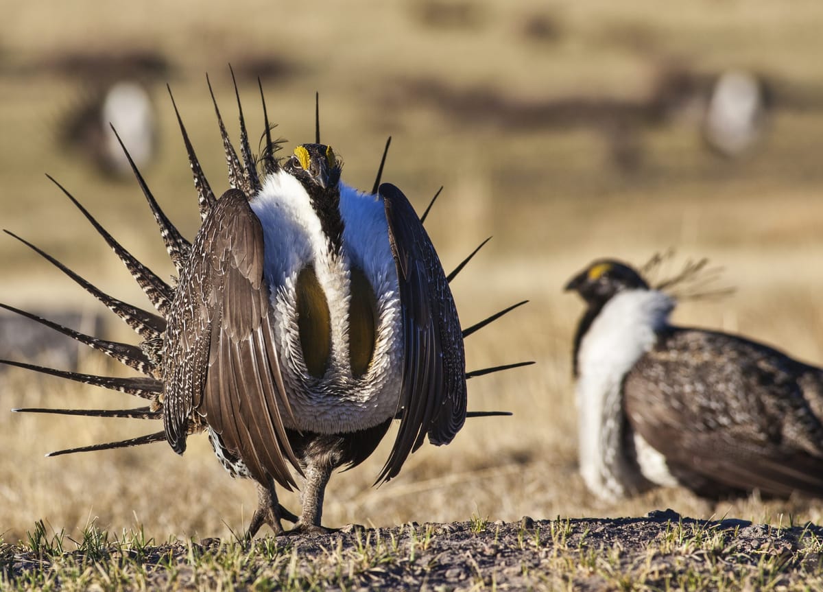 Study implicates wild horses in greater sage-grouse population decline
