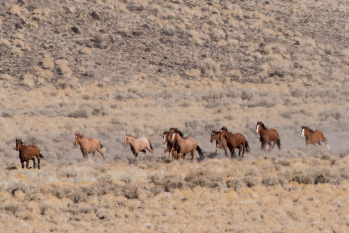 BLM wraps up wild horse gather east of Fallon