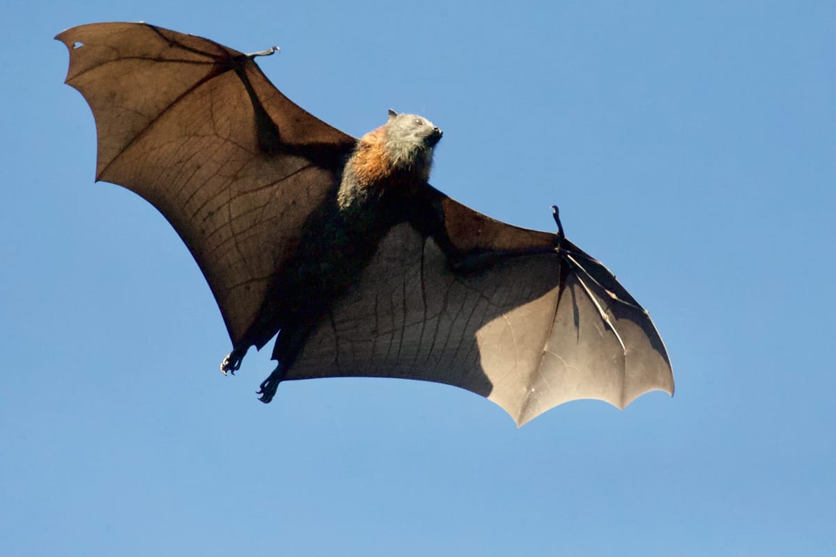 Three cases of rabies confirmed in Nevada bats