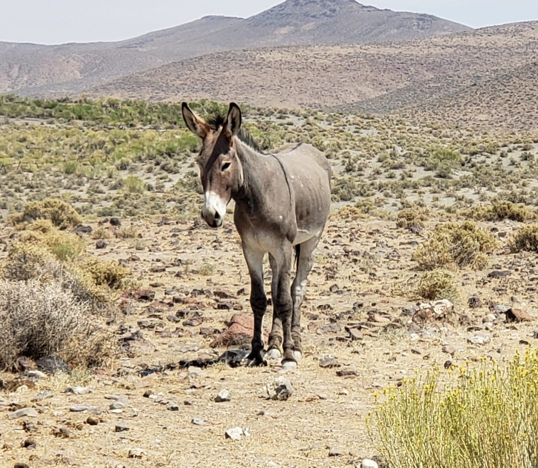 BLM to conduct wild horse and burro gather south of Tonopah