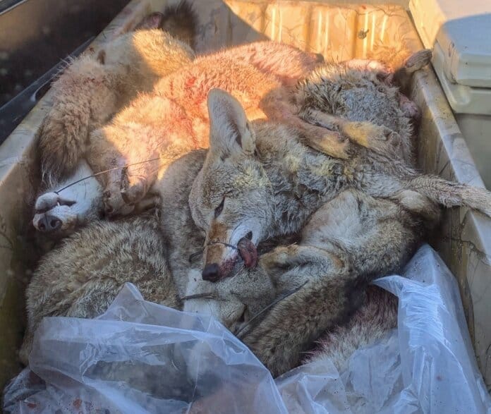 Coyote killing contest ban may go to Legislature if Wildlife Commission fails to act