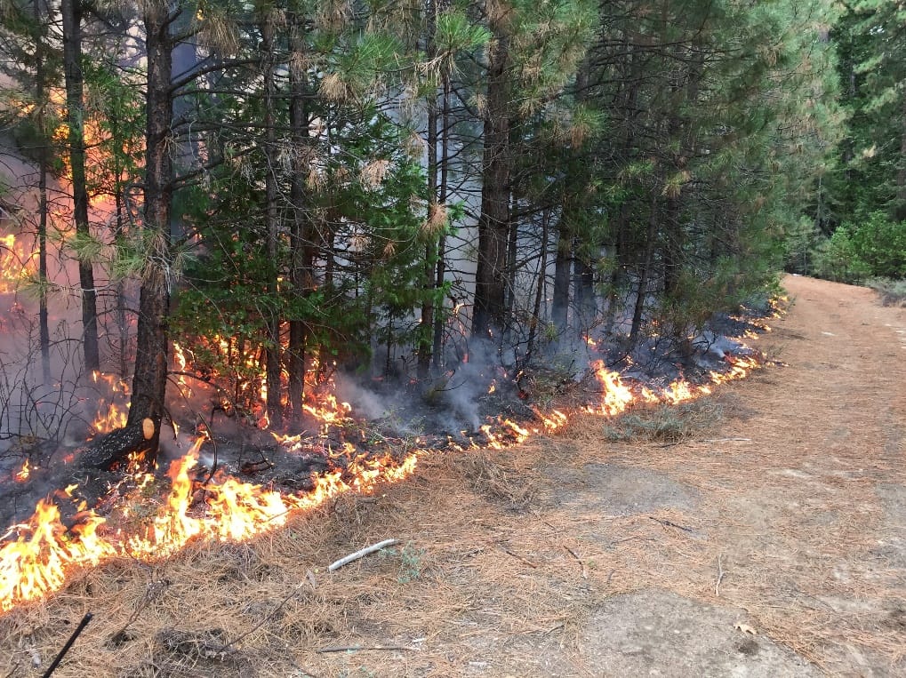 Prescribed fires provide ecological benefits to forest health