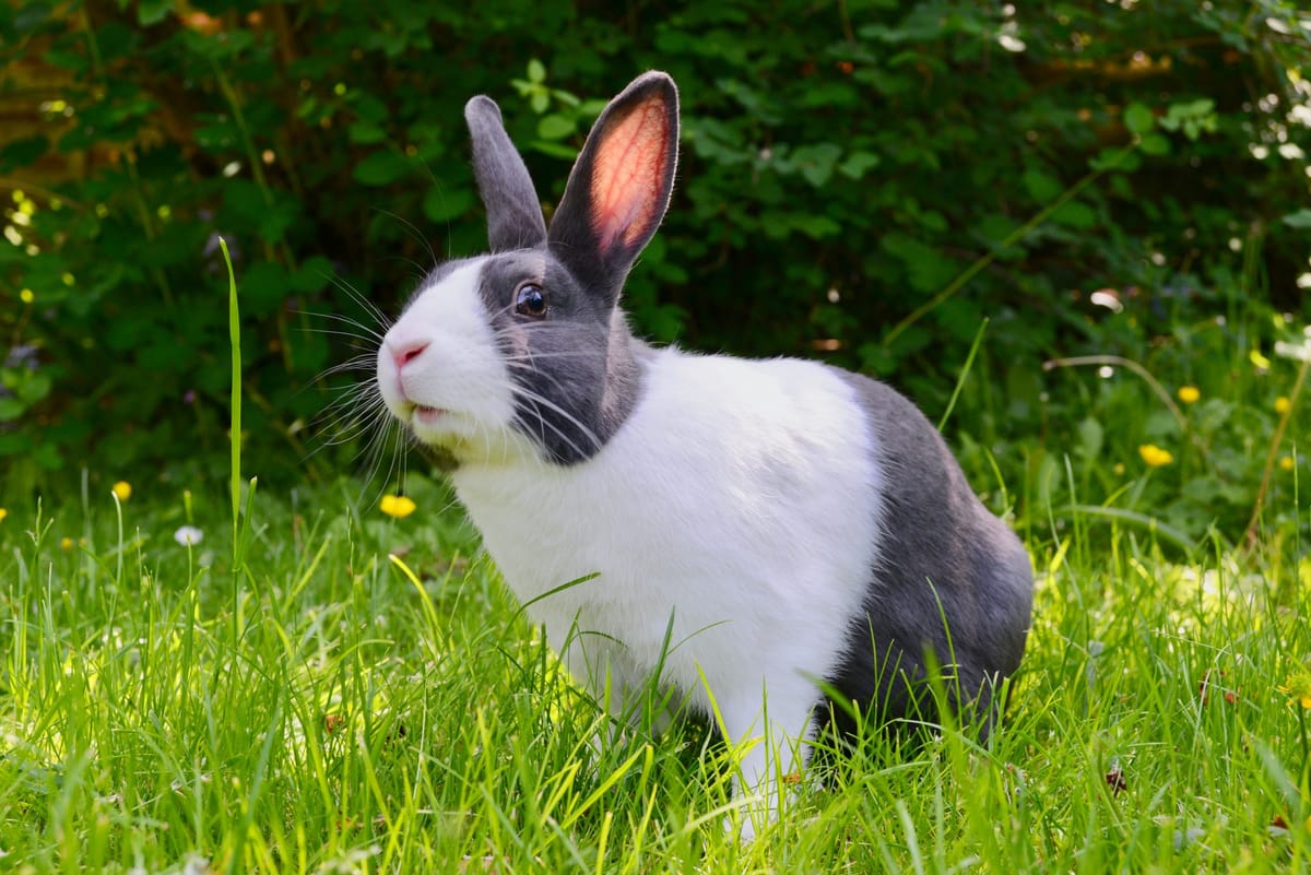 Reno rabbit rescue raises the alarm on spread of deadly virus