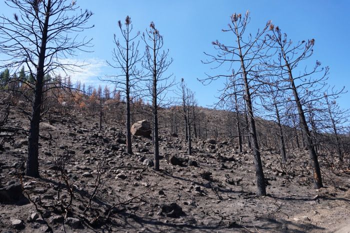 DRI study asks: Does cold wildfire smoke contribute to water repellent soils in burned areas?
