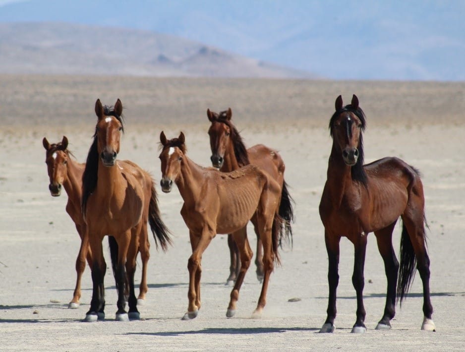 Wild horse gather planned for east of Tonopah