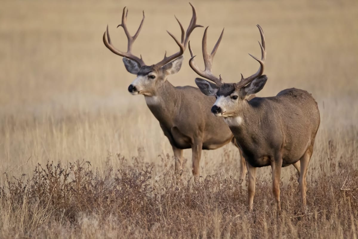 Game officials offer $1,000 for tips on illegal deer kill