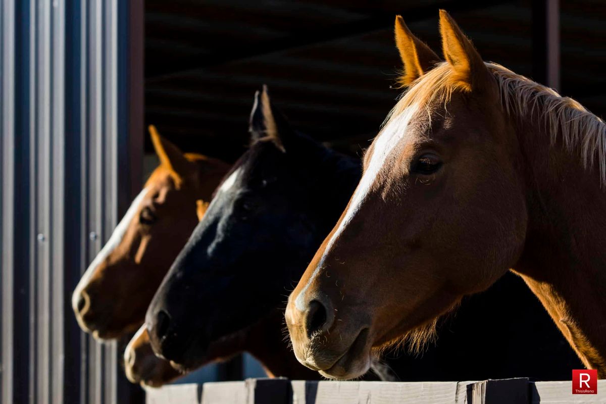 Horse shop runs out of drug COVID skeptics falsely call cure