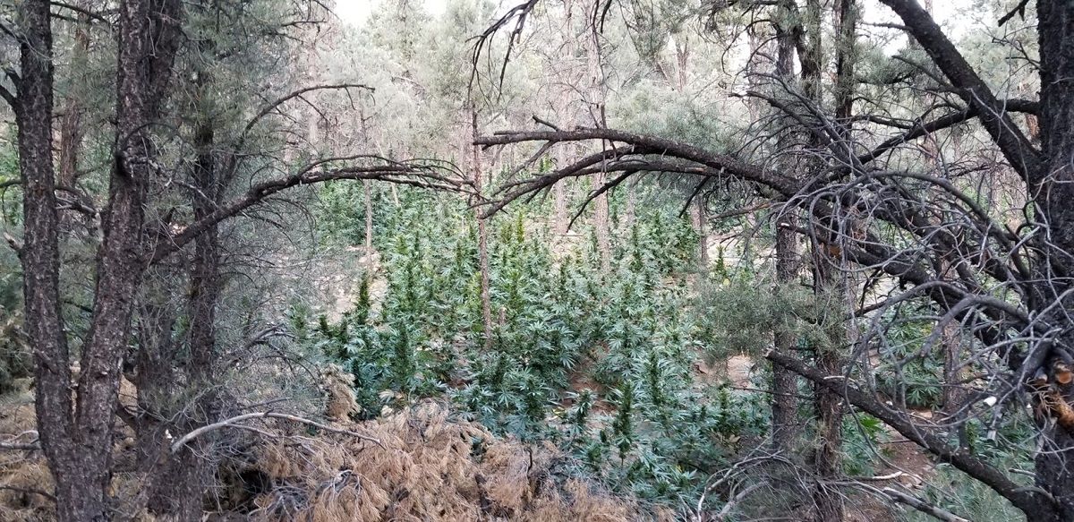 Joint operation dismantle two illegal marijuana grows on Nevada public lands