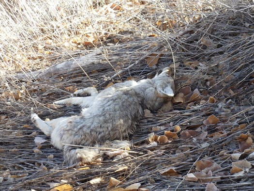 Groups sue over NV Wildlife Services killings