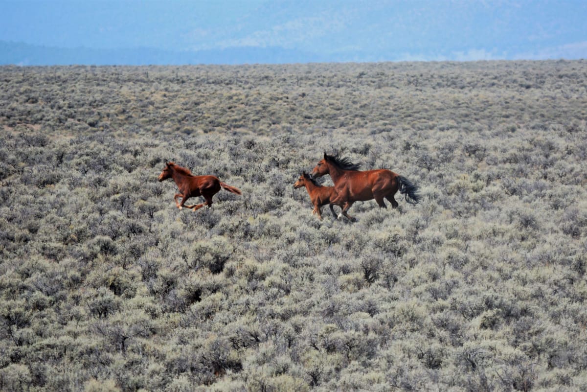 Two thousand wild horses part of central Nevada gather operation