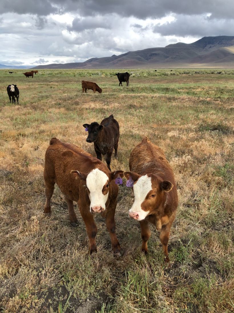 UNR Extension offers small-acreage farming, ranching certification