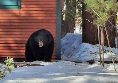 Tahoe residents urged to be bear aware