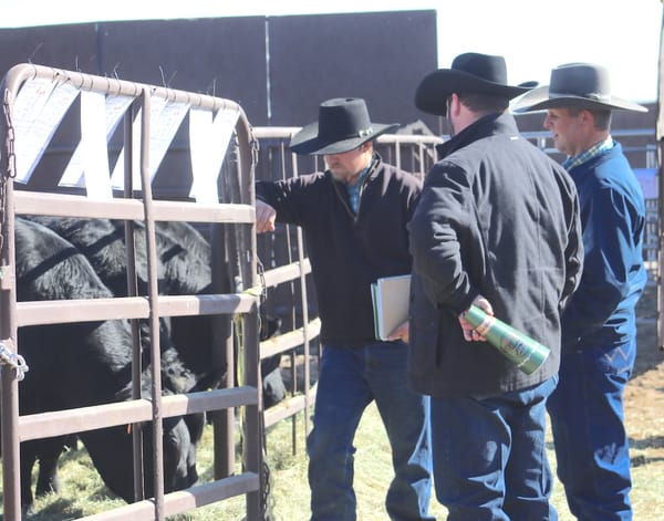 Caption: Potential buyers check out one of the bulls at the 2023 Great Basin Bull Sale. Steve Ranson / LVN