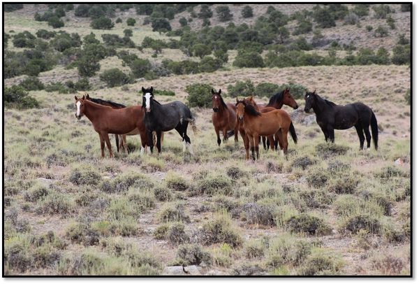 Wild horses from the Fish Creek Herd Management Area near Eureka, Nevada.