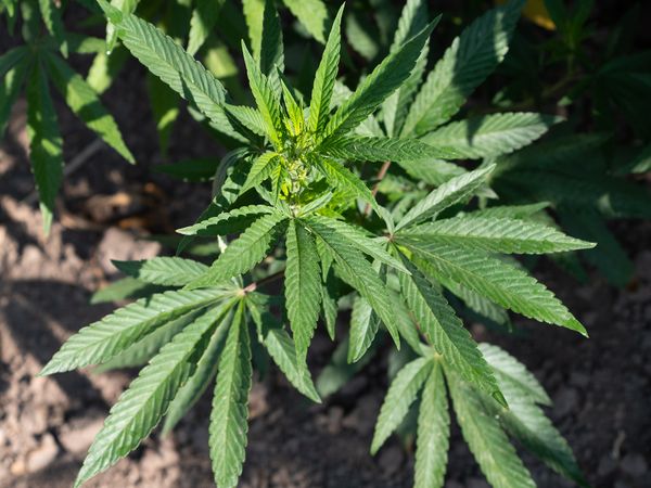 Hemp grows at Western States Hemp in Fallon, as part of University of Nevada, Reno research on four varieties that may do wel