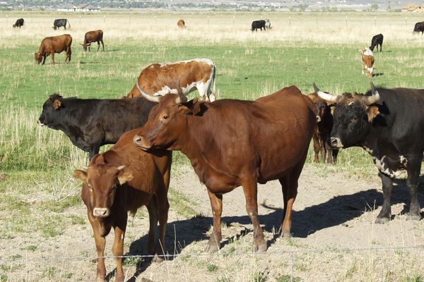 The University of Nevada, Reno will host the Cattlemen’s Update Jan. 10 – 14 virtually and at various locations. Photo by