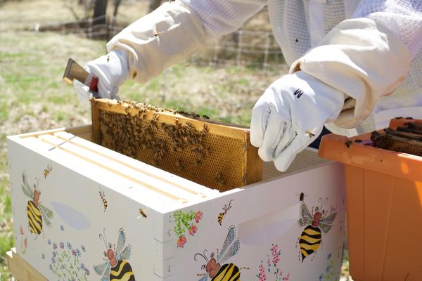 The beginner beekeeping workshop is for new and experienced beekeepers looking for information and tips on beekeeping in nort