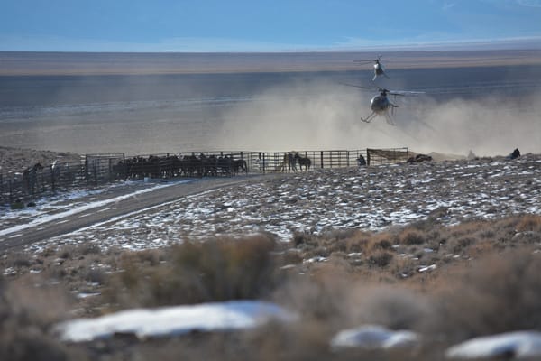 The Bureau of Land Management uses helicopters in the roundup up wild horses in the Pancake Complex in January 2022.