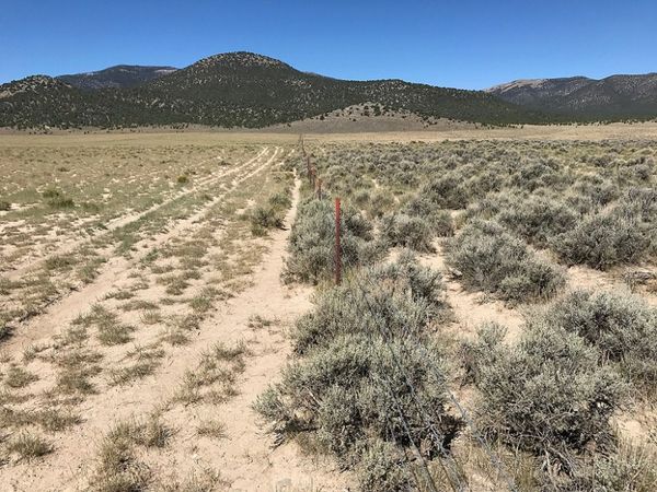 Crested wheatgrass is heavily grazed on one side of the fence with sagebrush on the other side of the fence. (Photo courtesy 